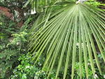 Windmill Palm Trees